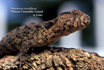 S_crocodilhurus03