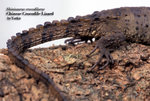 S_crocodilhurus04