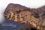 
Shinisaurus crocodilhurus 06