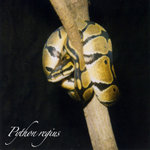 ball_python