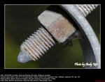 20080420032W