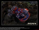 20080914006W