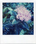 photo_aster02