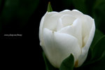 IMG_9966b