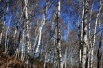 IMG_3447