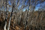 IMG_3452