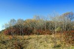 IMG_4240