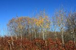 IMG_4244