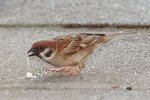 IMG_1809