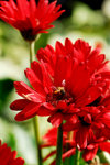 Flower 2008 - 01