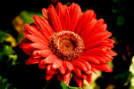 Flower 2008 - 02