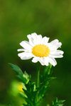 Flower 2008 - 03
