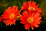 Flower 2008 - 04