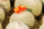Flower 2008 - 05