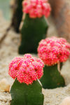 Flower 2008 - 08