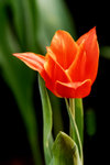 Flower 2008 - 09