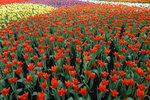 Flower 2008 - 11