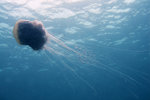 IMG_3296 copy