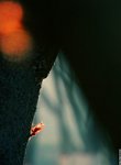 ������С sunlight