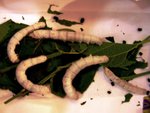 silkworm12