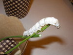 silkworm20