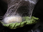 silkworm40