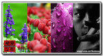 flowers 003