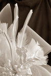 Image_0121w