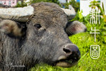 cow-cover