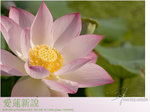 lotus02