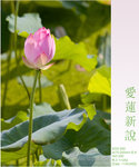 lotus03