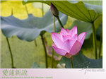 lotus04
