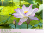lotus05