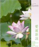 lotus06