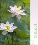 lotus07