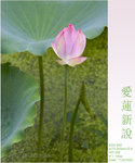 lotus08