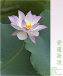 lotus09