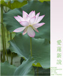 lotus11