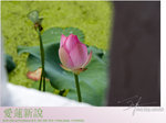 lotus12