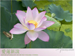 lotus13