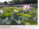 lotus16