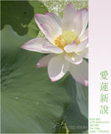 lotus17
