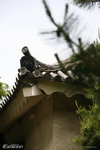 
8514 �G条��