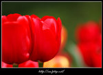 DPP_0089