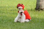 Moki_0019_moki