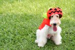 Moki_0027_moki