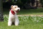 Moki_0066_dordor