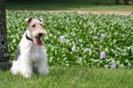 Moki_0072_moki