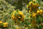 beautiful bokeh by M42 lens Industar 61LZ 50mm MARCO