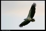 fly_159